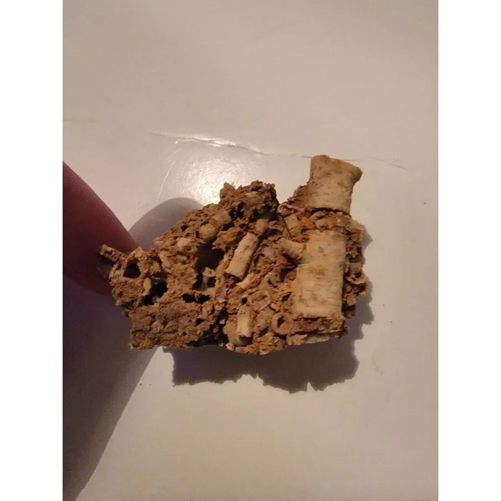 Fossilized Coral Sponge Piece Fossil Ocean Marine Life